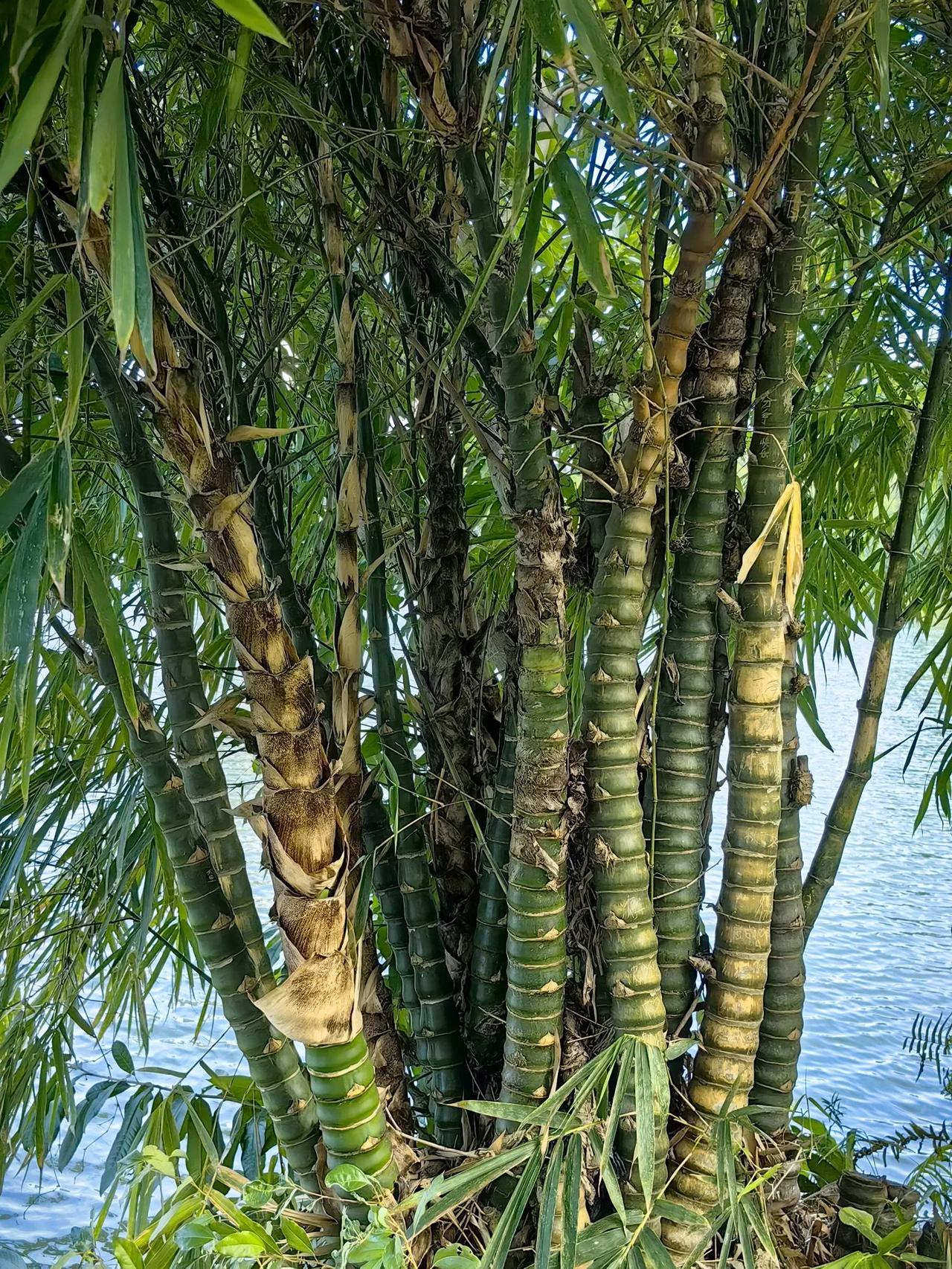分享一张你拍的杭州西湖一剑黄竹如天娇
