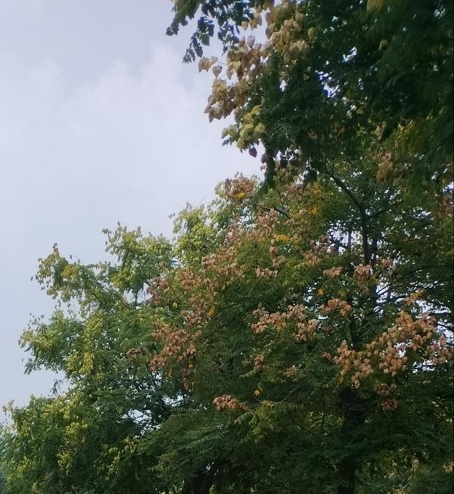 发现了一个奇怪的事！
以前路过这条街的时候，没听到有知了的叫声。
今天从这里路过