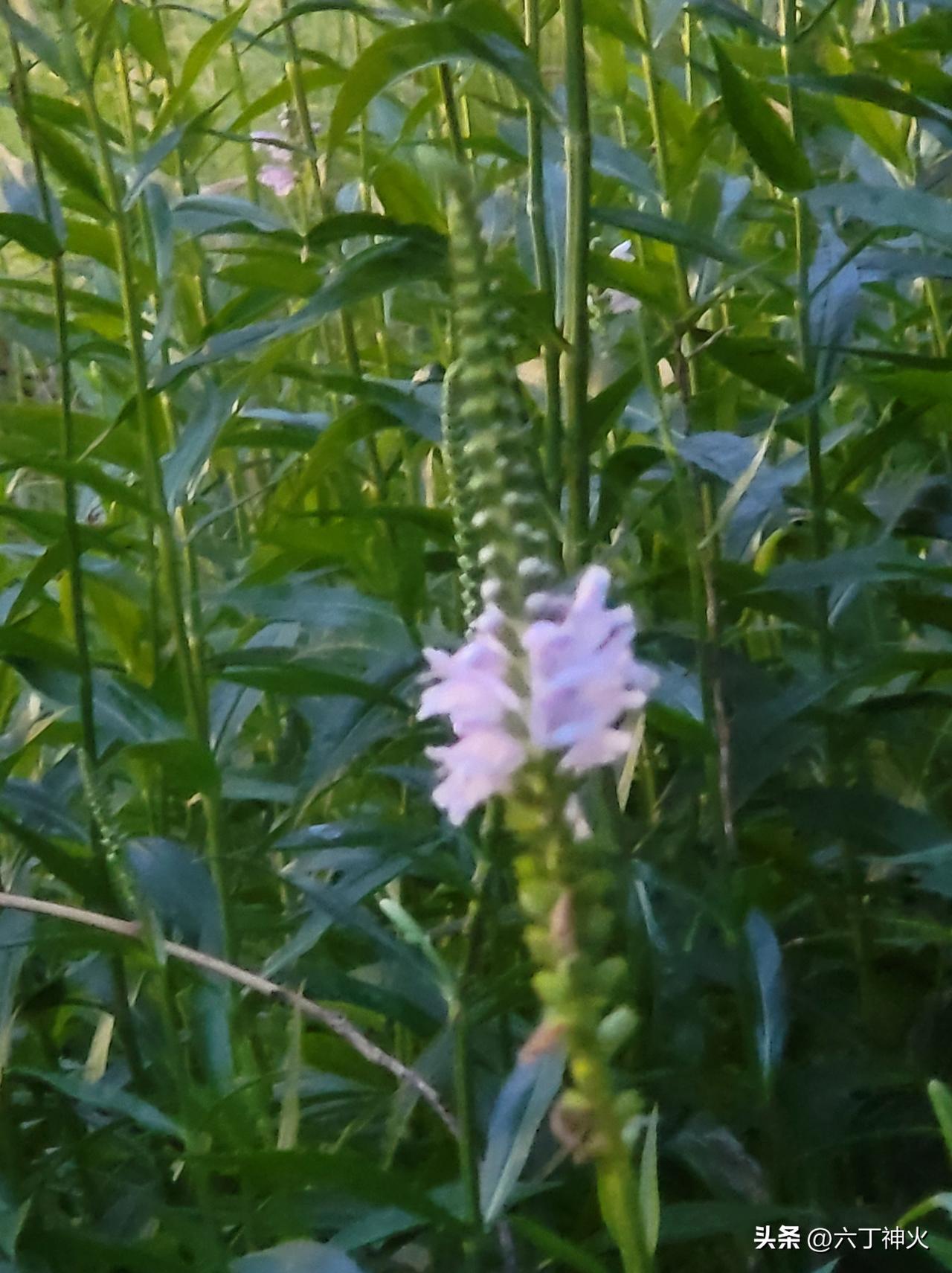 “自然之美，野花盛开，怡悦心神”🌸🌿