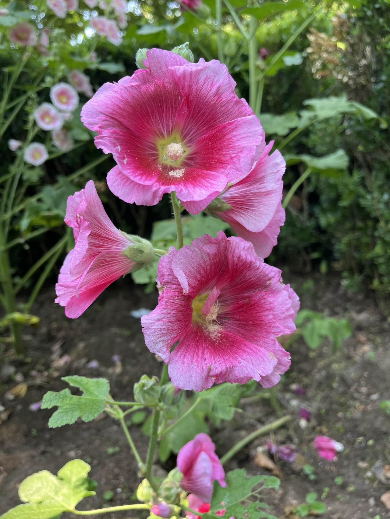 蜀葵，锦葵科蜀葵属，俗称一丈红、端午花、秫秸花，原产中国四川，高大艳丽的传统观赏