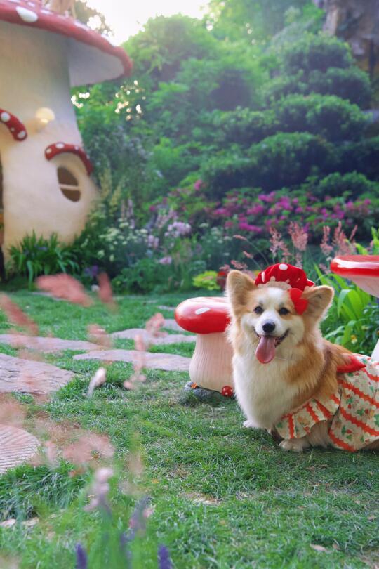 莉莉娅是一只小蘑菇怪