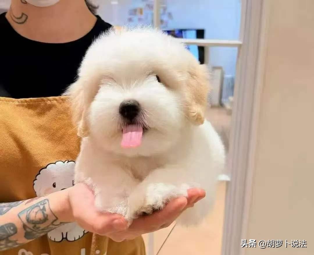 上海，女子喜欢狗，又没钱买，便去偷了两只，谁知，这两只狗价值12万，民警只能以盗