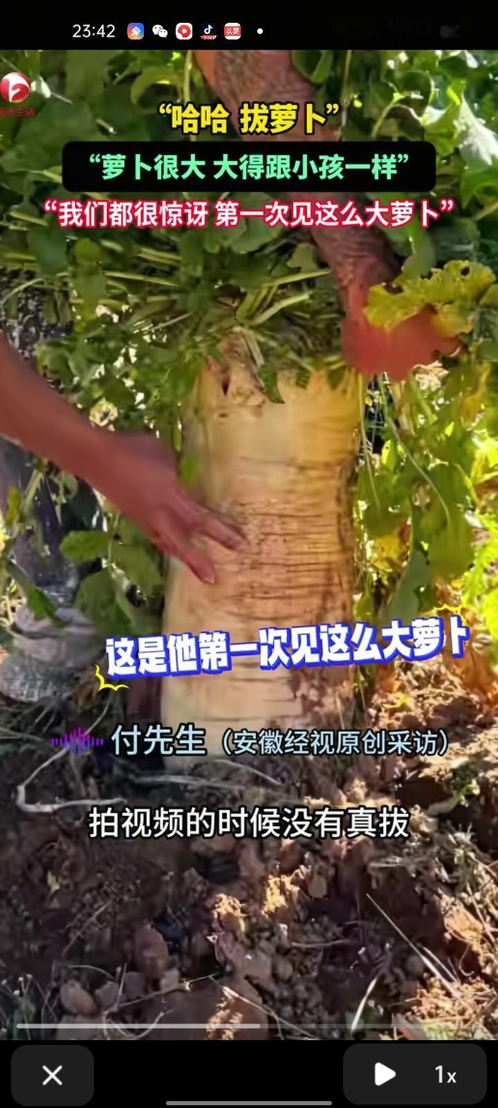 11月11日，大理州洱源县。男子在地里拔萝卜时，发现叶子还很多，扒开一看，这萝卜