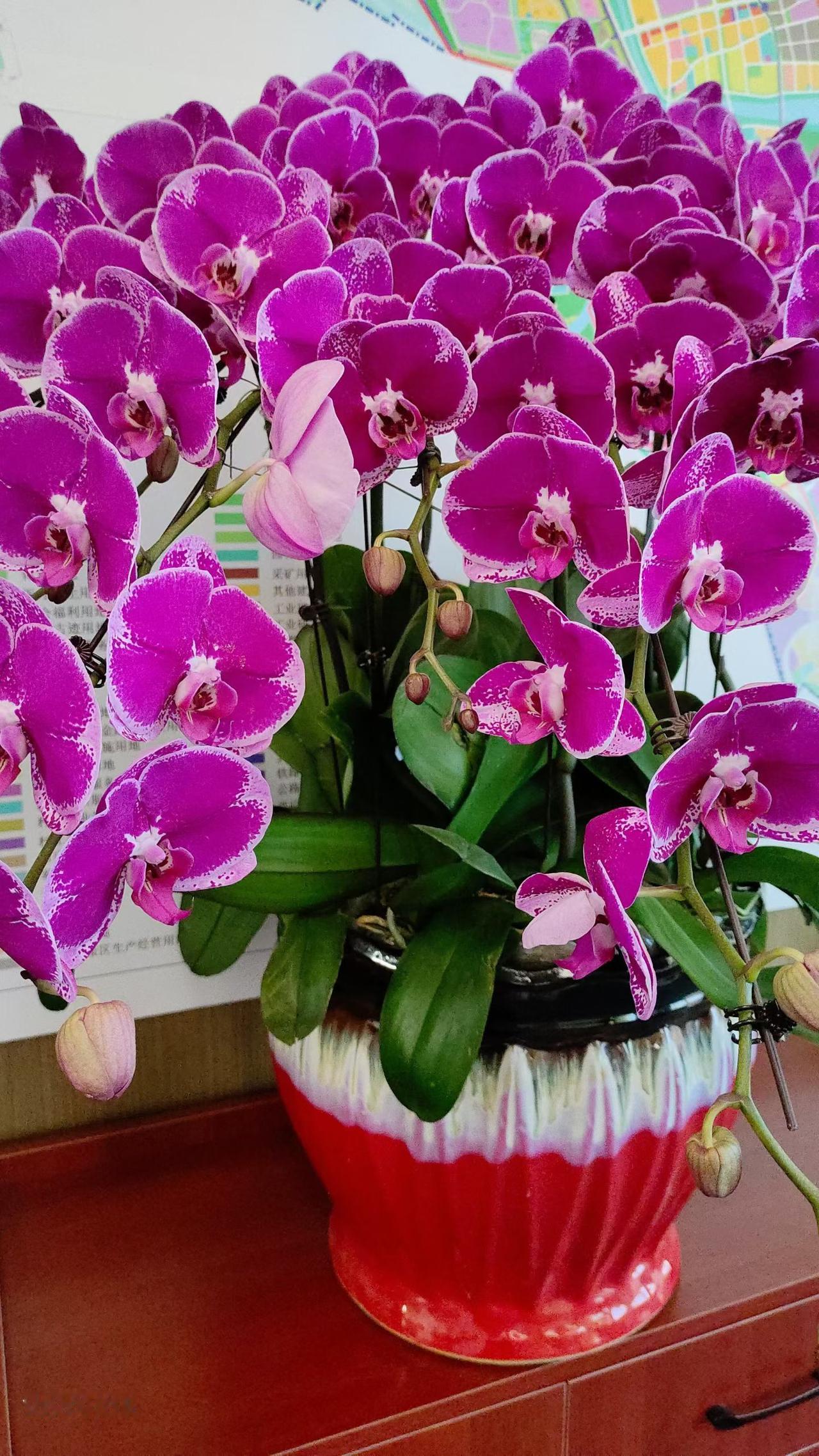 天南地北大拜年到春节就喜欢这样的花，开得热烈美好，祝大家新的一年也像这盆花一样灿