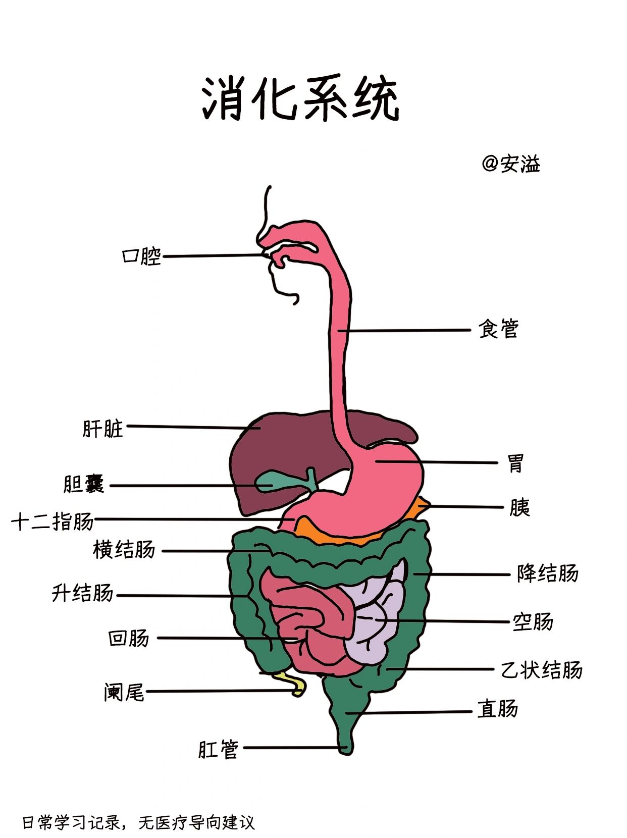 边画画边学医‖消化系统解剖