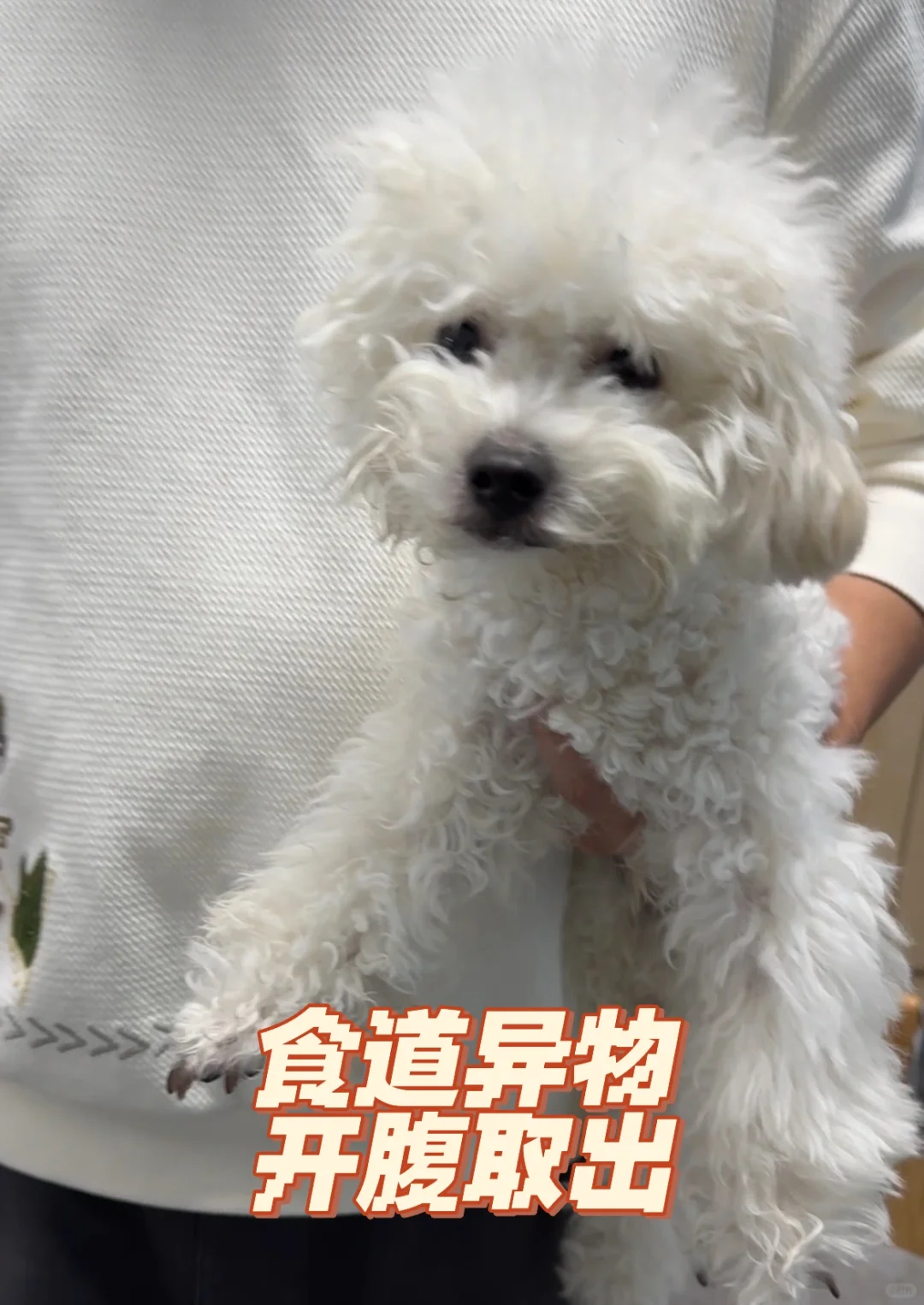 一块大骨头差点要了狗命！！！