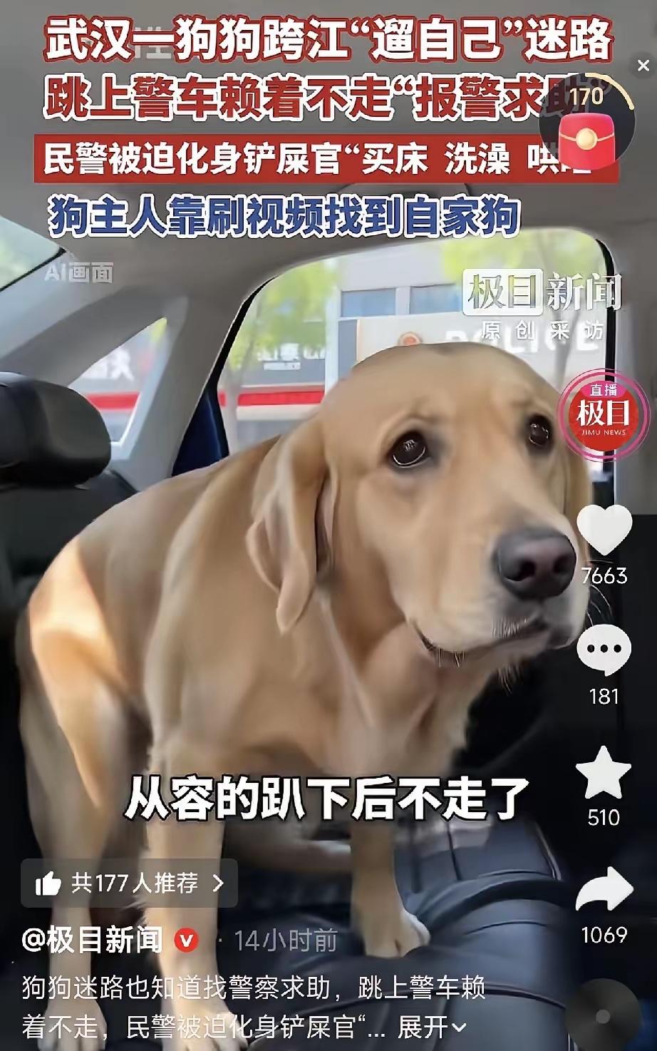 在湖北武汉，一只独自出门溜达的拉布拉多犬不小心迷了路。它不仅没慌没乱，反而瞅准机
