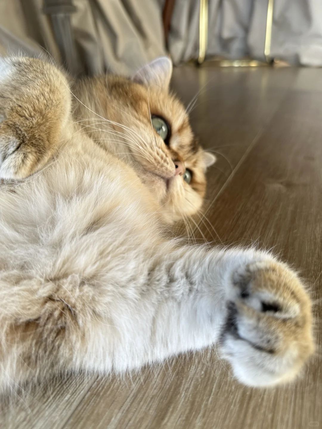 小猫味扑面而来～