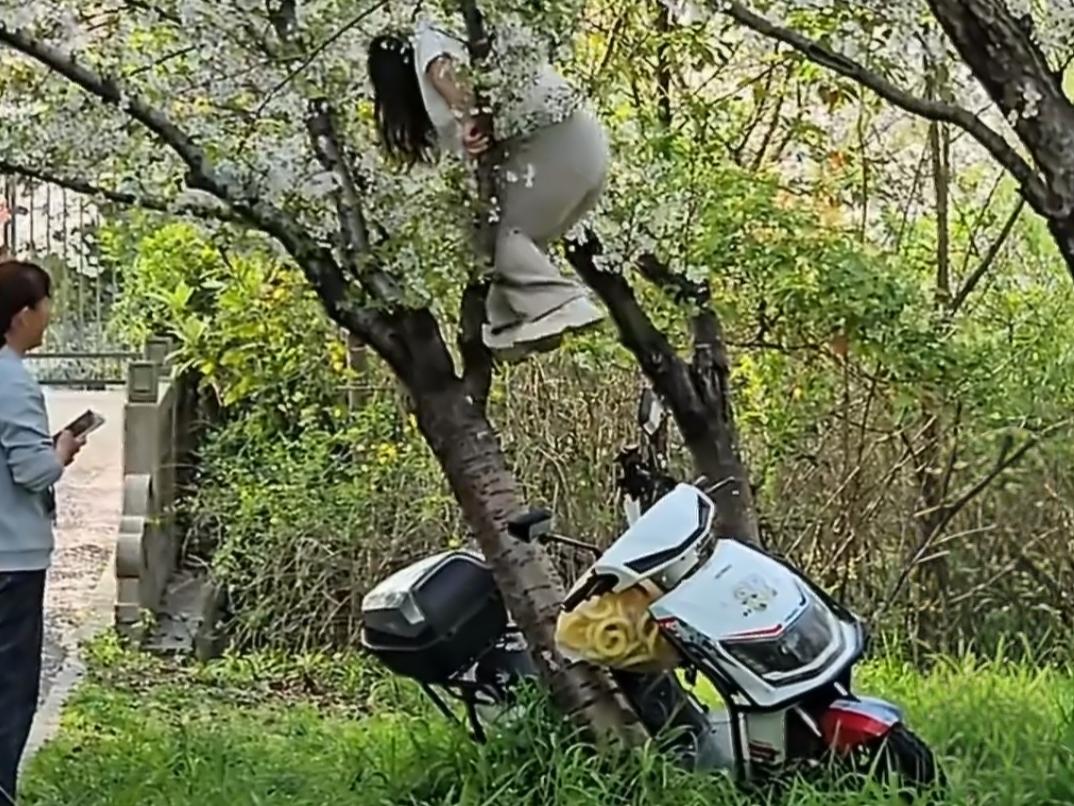 上海女子爬树上拍照，压塌20年樱花树！
 
4月7日，上海顾村公园附近外环林带，
