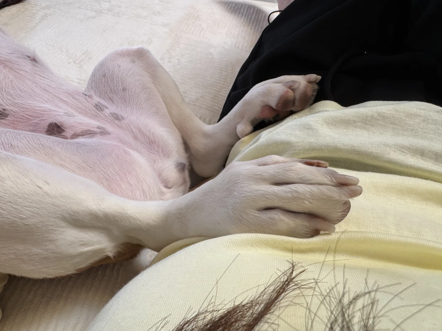 狗脚好臭啊，比格的玉足让我衣服都臭了☹️