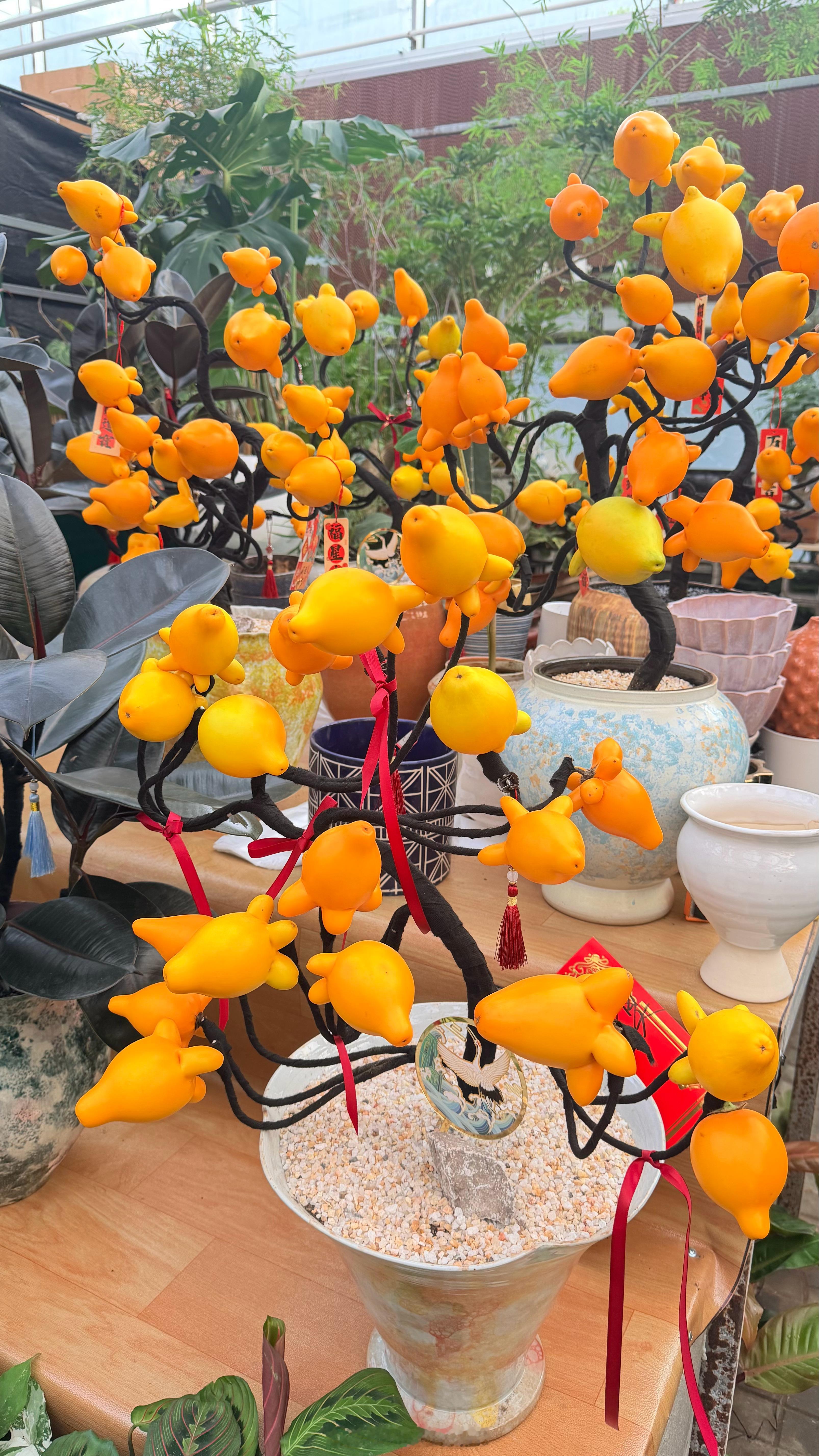 新年就是要多看花花啊 