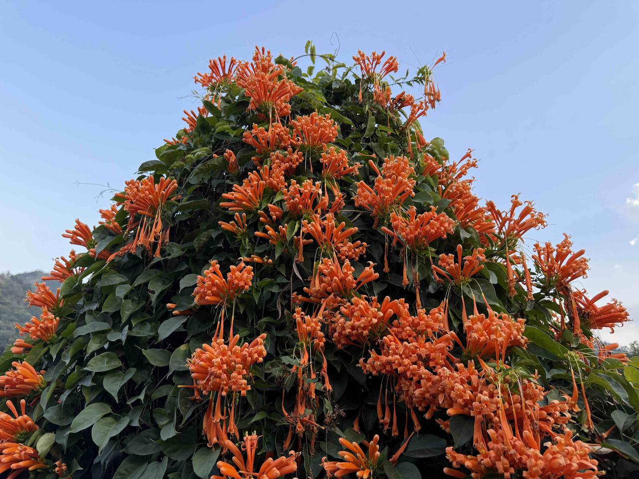 ，开花的时候正是春节，花色鲜艳，是难得的好花卉！