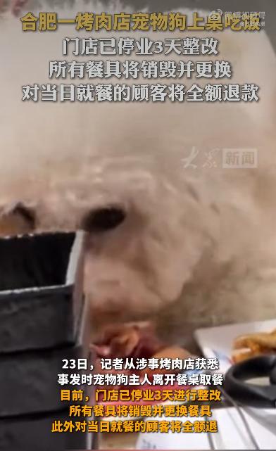 一只宠物狗直接爬上餐桌，把顾客盘子里的生羊肉卷啃了个精光，连盘底的汤汁都舔得干干