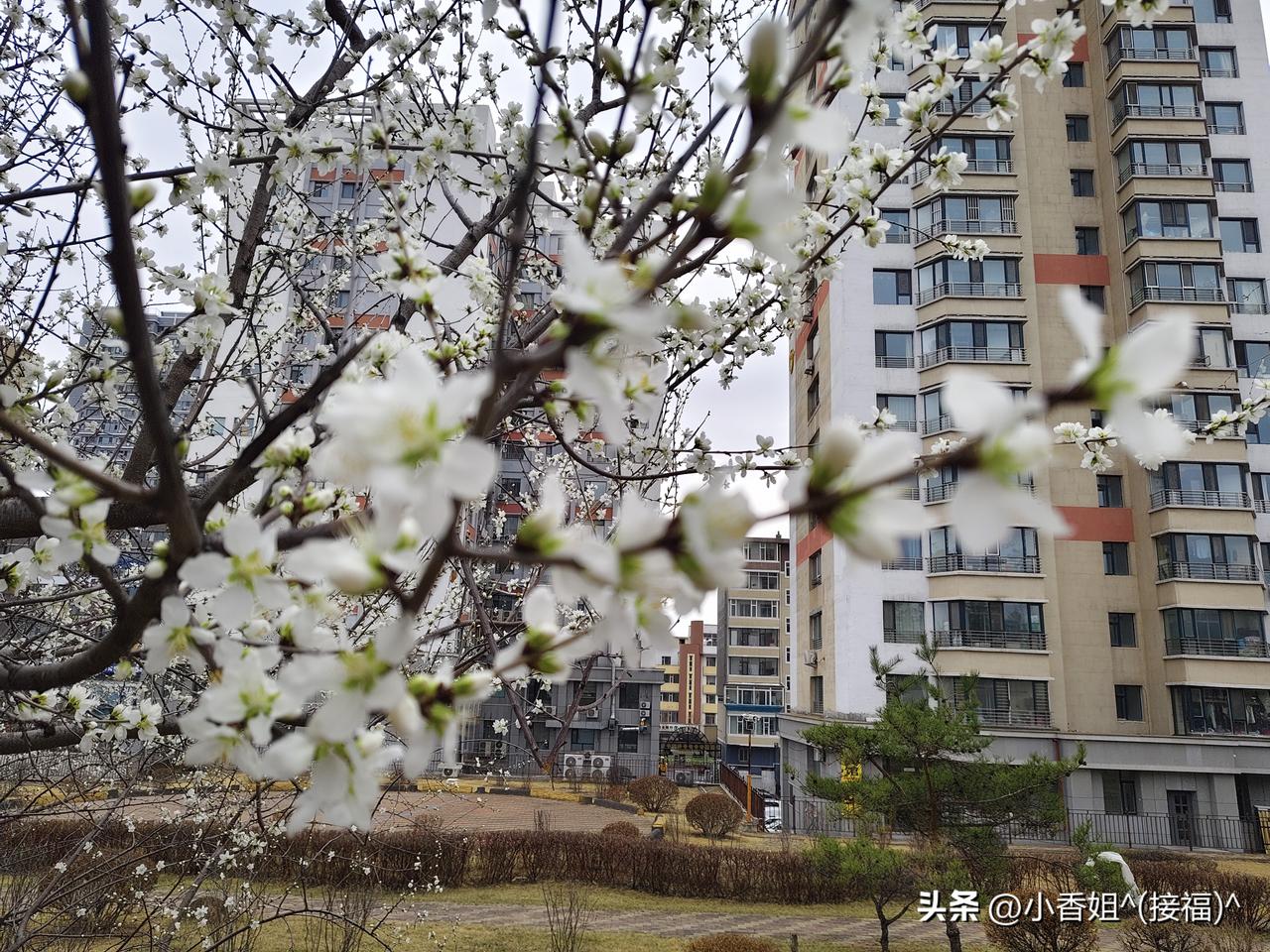 分享春天盛开的杏花美不美，我说了不算，你们说了算，这就是我眼中的春天