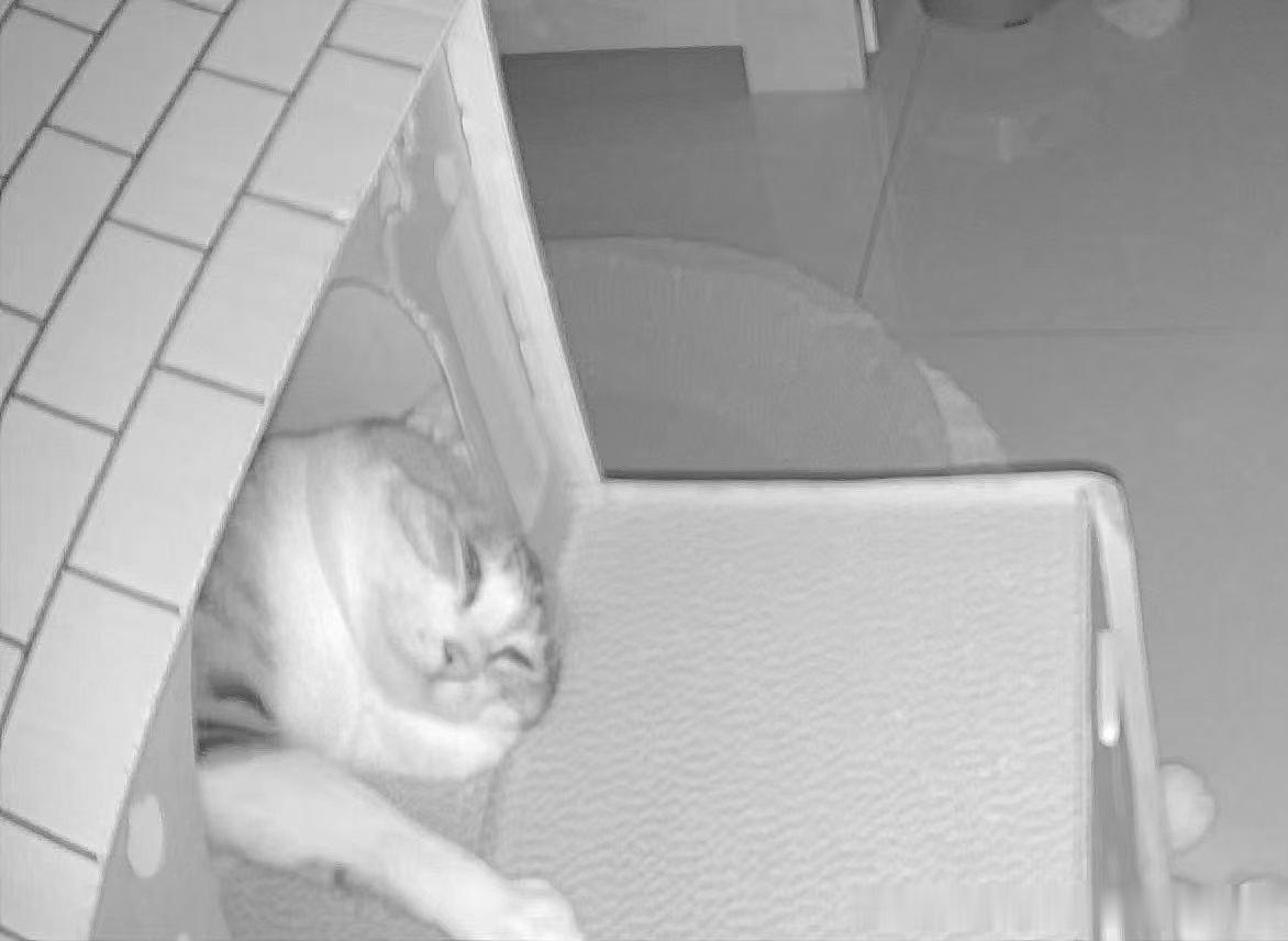 49525【丑猫】像打地鼠游戏里的地鼠 