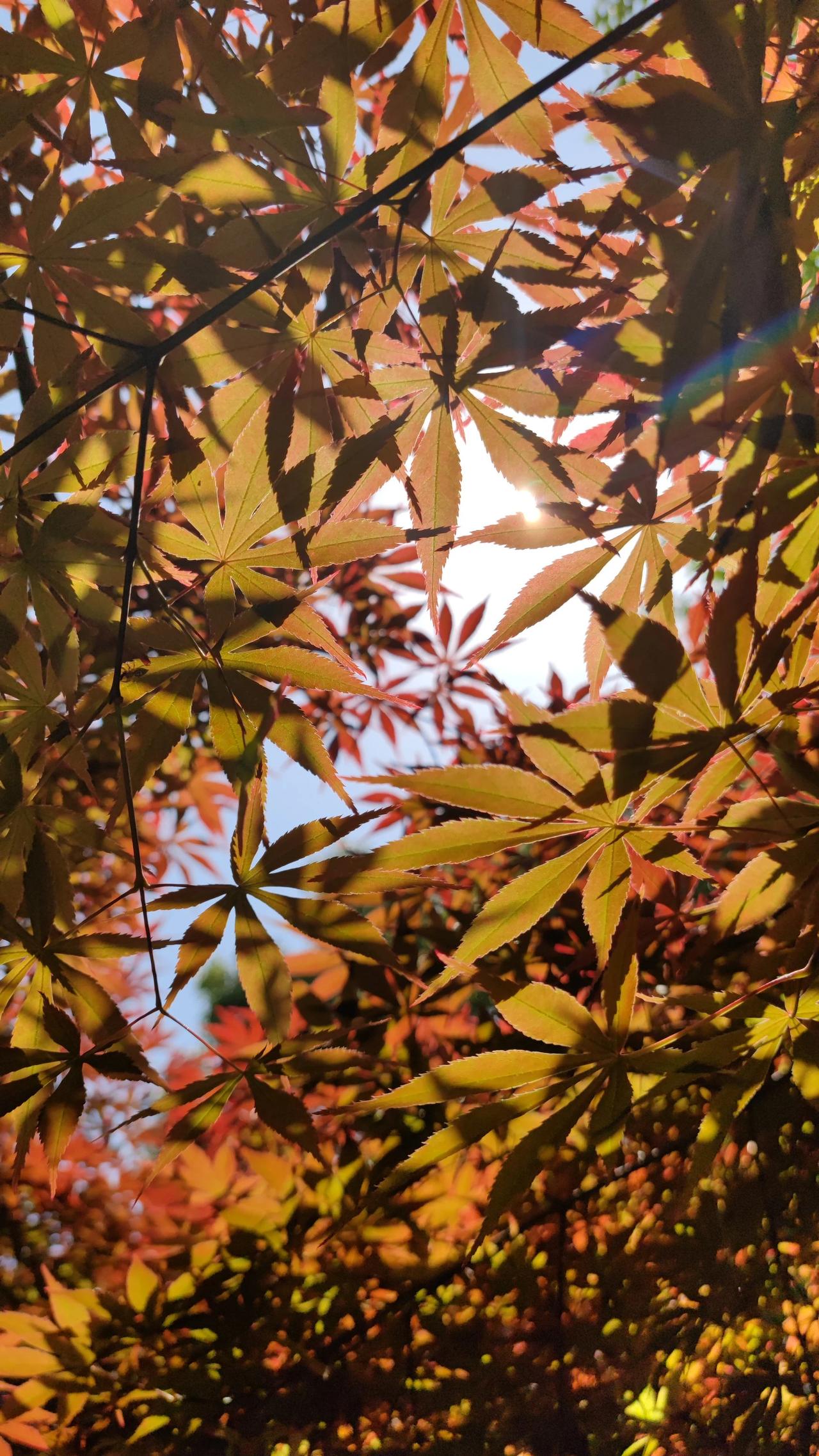 现在的人压力都大，高强度的工作，让每个人都不堪重负。调整压力首先从心开始，学会放