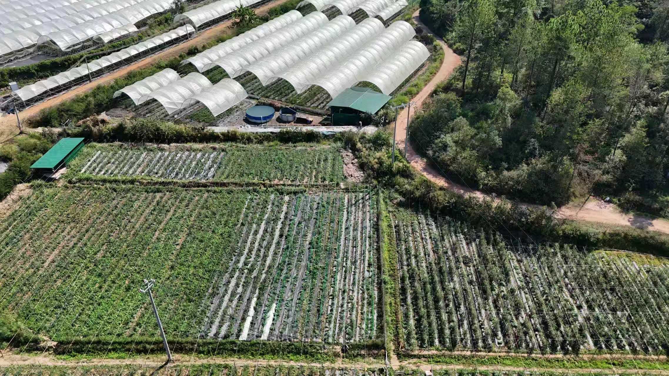 红黄相间果香浓，梅州平远首批小番茄抢鲜上市！