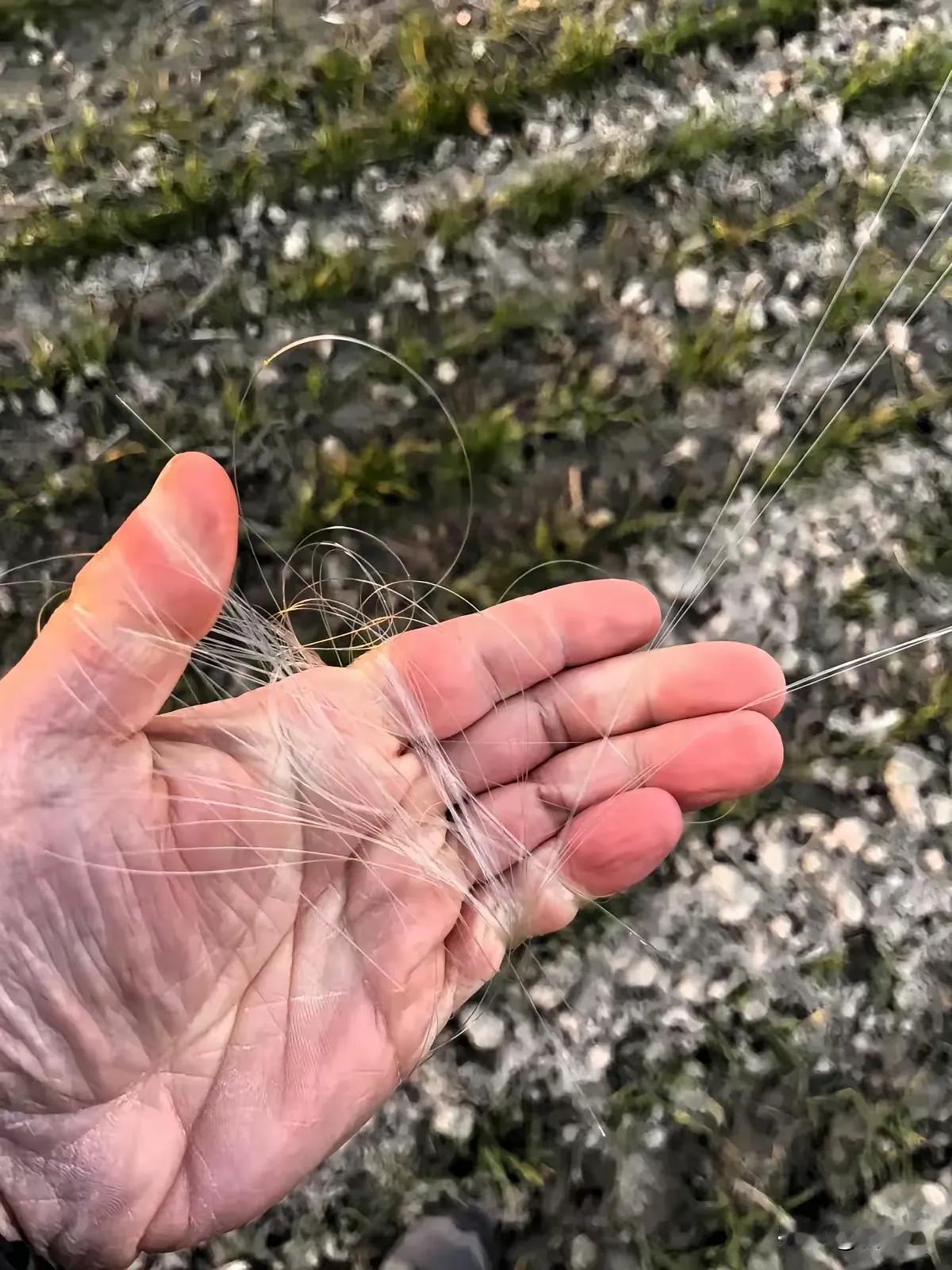 战争还没有结束

乌东四洲的农民却泪流满面

乌东战场的土地等打完仗要清理的，士