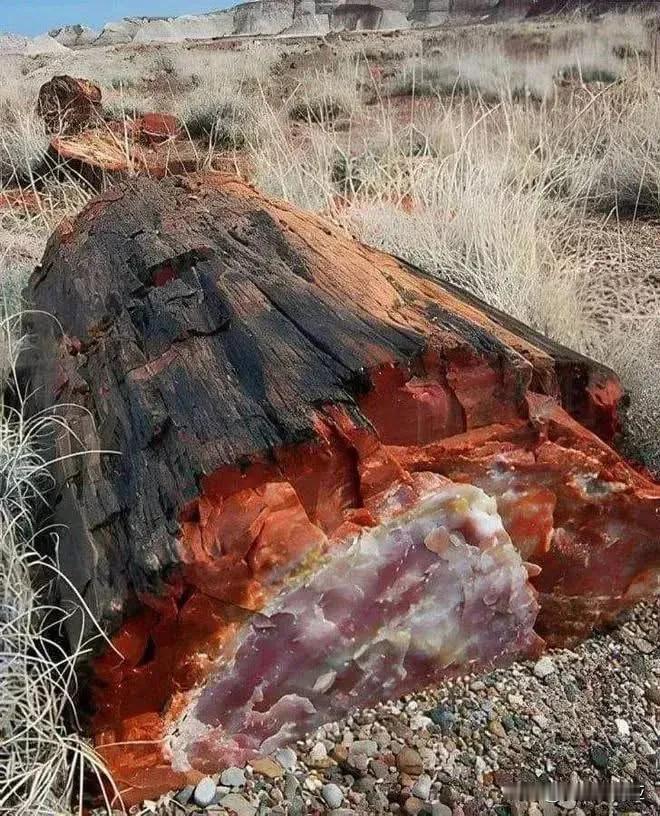 冬日生活打卡季石化木又叫木化石，它的形成過程非常漫長。樹木被埋在地下后，通過礦化