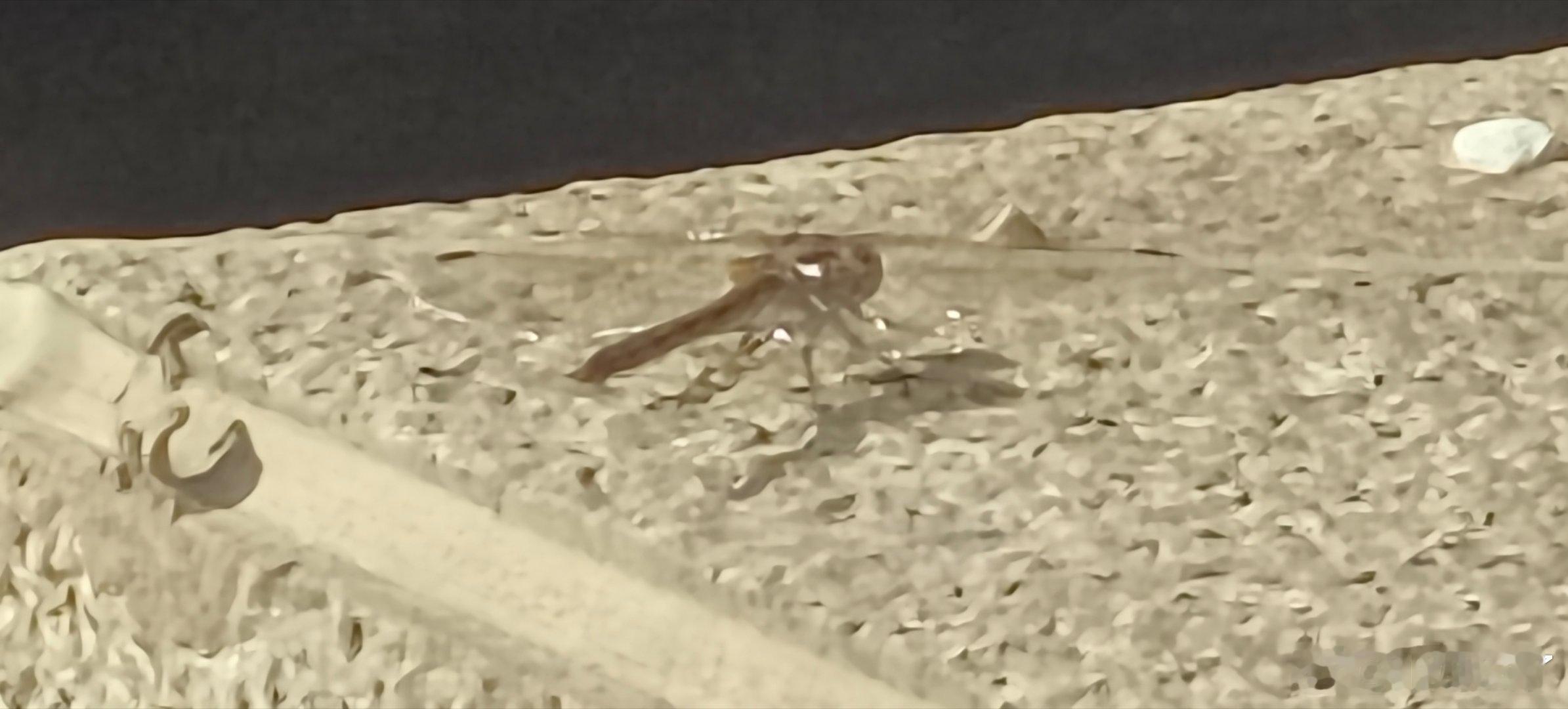 据媒体报导小孩不穿衣：因曾患湿疹，天气暖和时排斥穿衣，但寒冷时会主动索要衣物，未