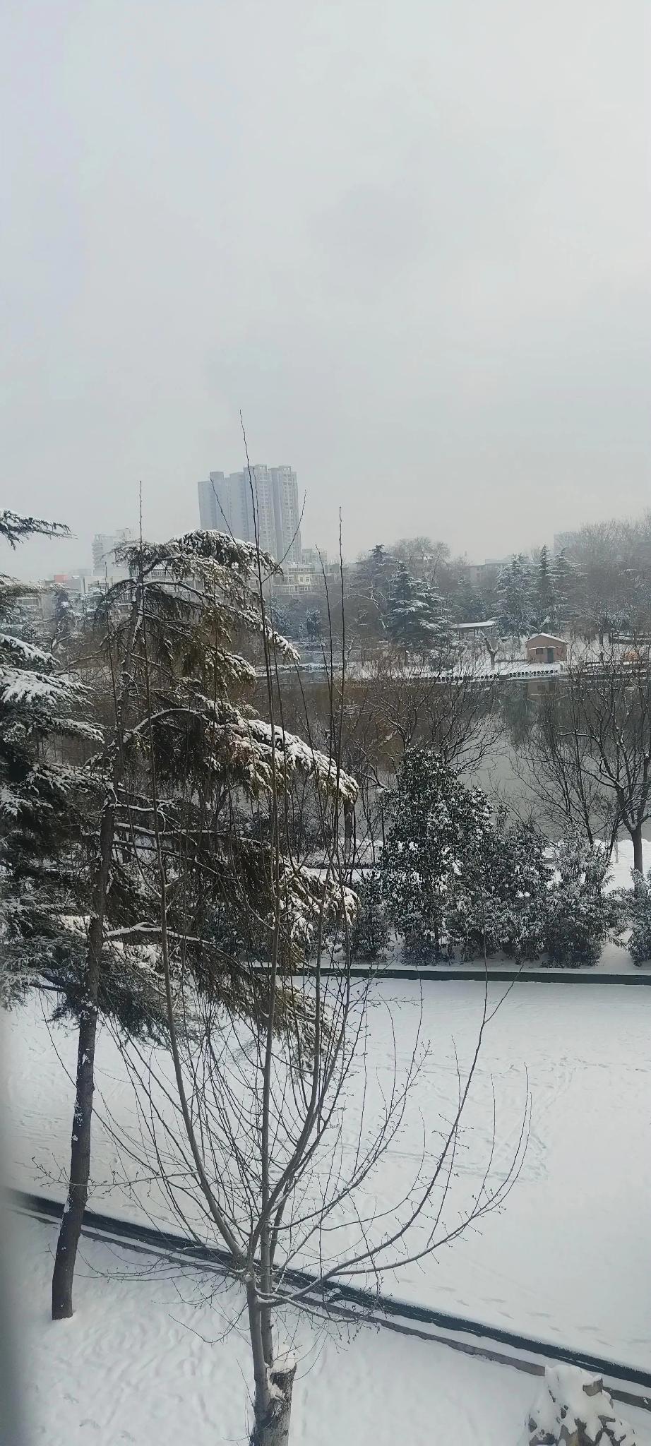 今日随手拍 雪后公园，景色真美啊！