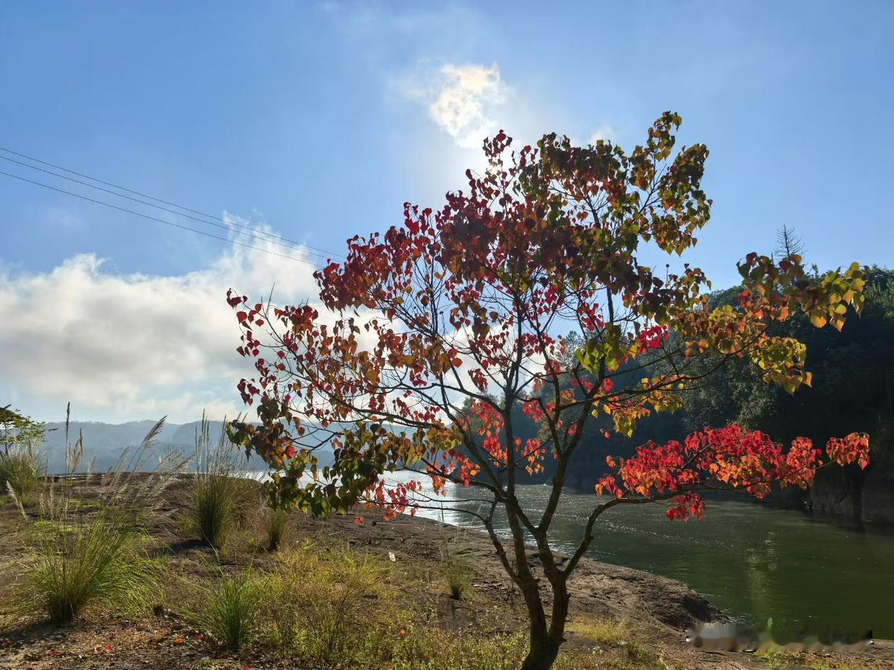 种一棵树最好的时间永远是当下，种下一棵树，见证它的成长和未来。