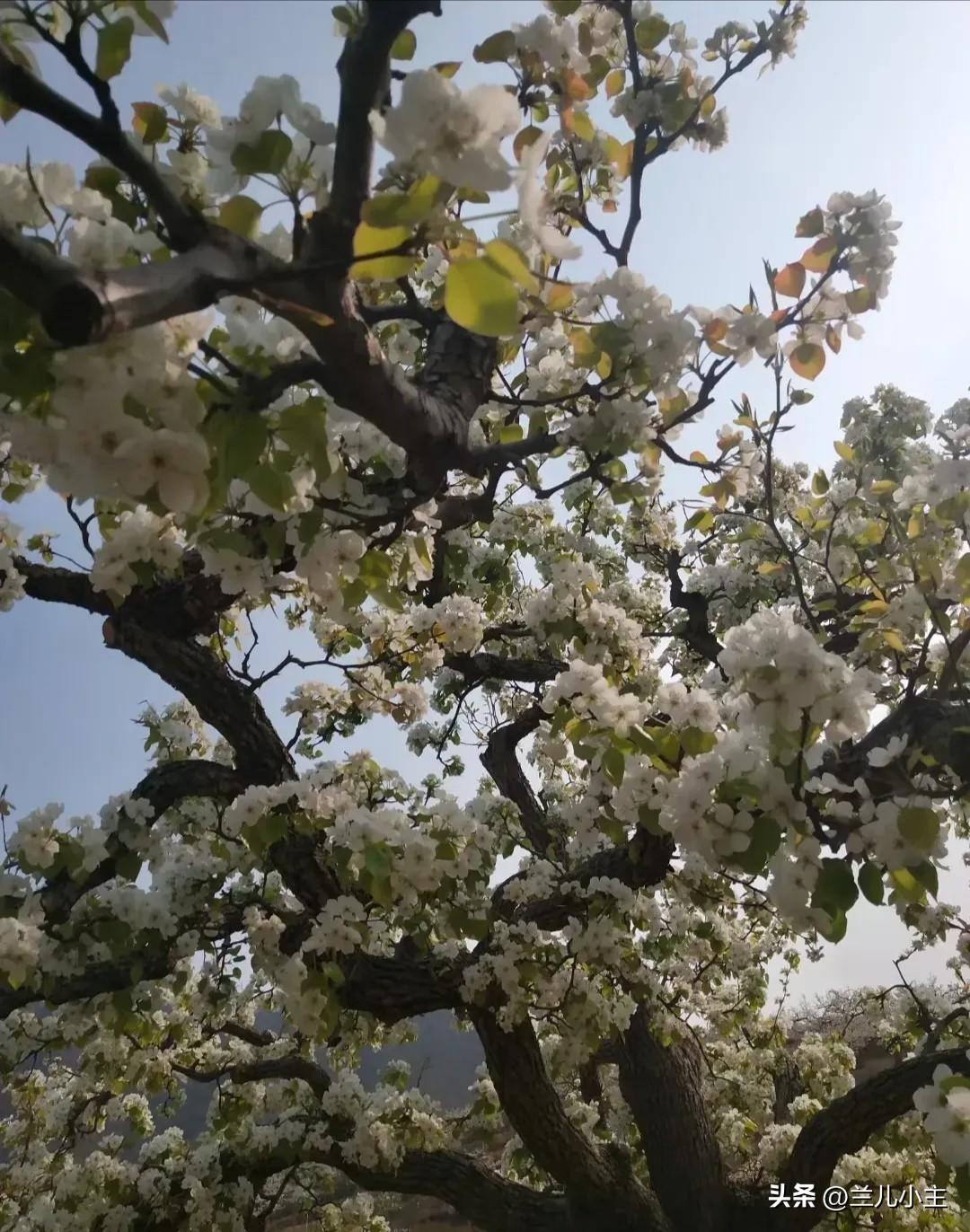 因为我家就有梨花，而且有很大一片，各种各样的都有，花在眼前，花在那片山，在我的目