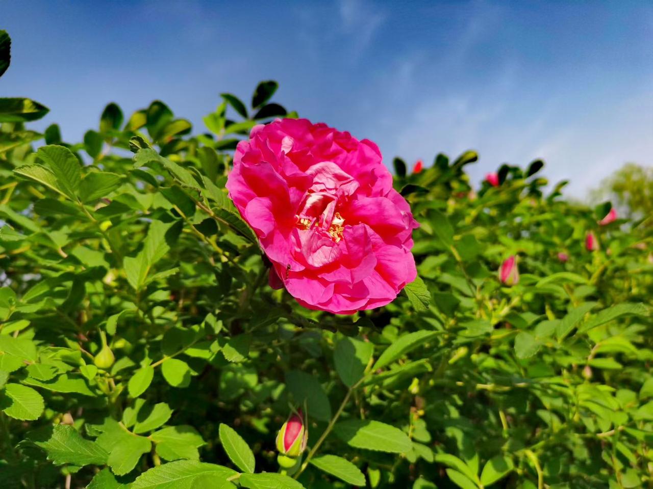 今日分享随手拍照片