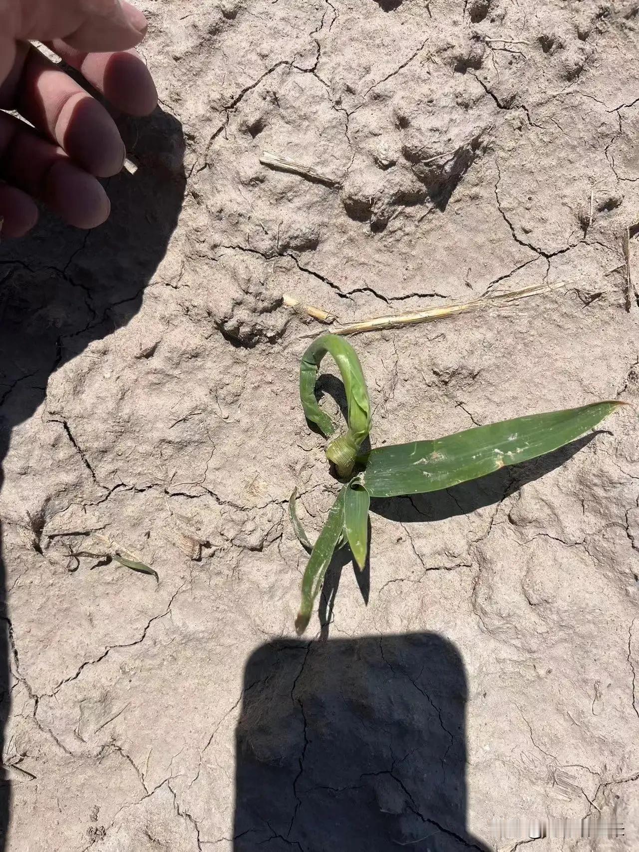 玉米地又出状况了，小苗幼叶卷曲不展，并且叶片、幼茎发脆。是种子或品种原因吗？其实