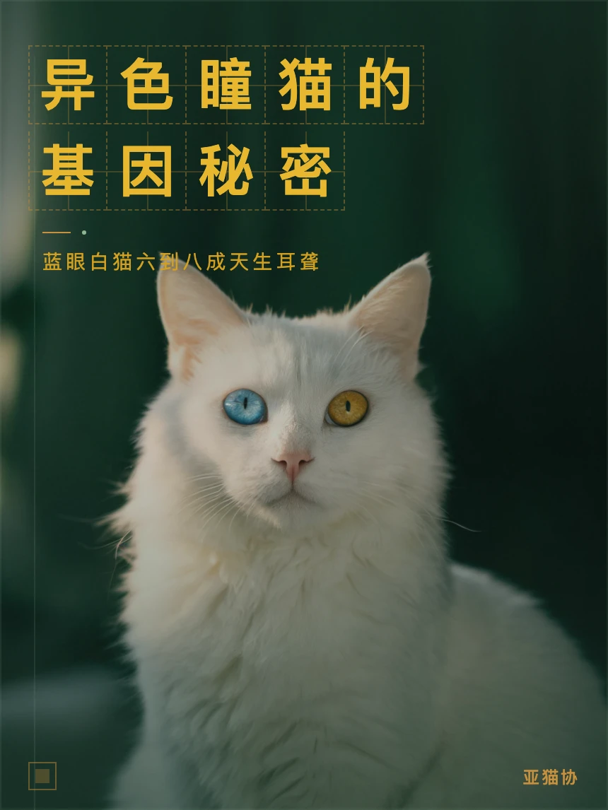 异色瞳猫的基因秘密