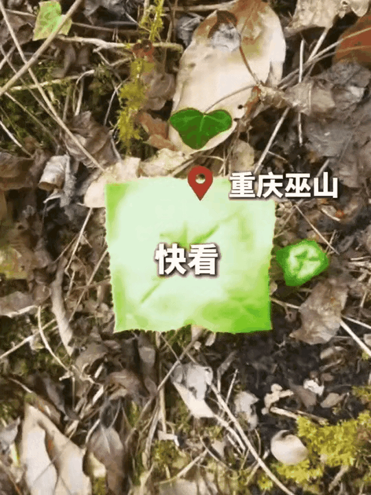 重庆巫山现“正方形叶片”植物，网友直呼大开眼界
 
五一假期，一名男子前往重庆巫