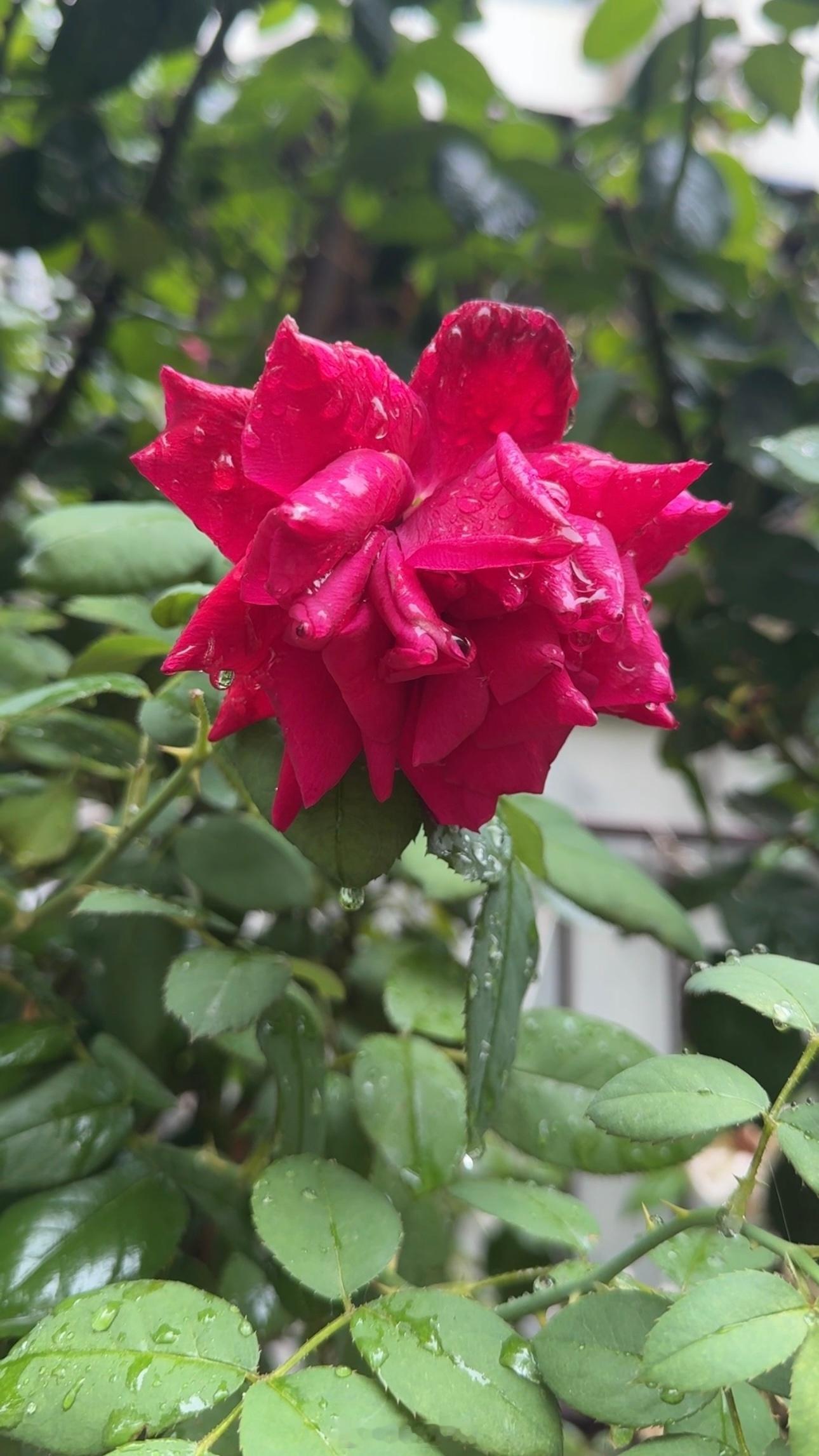 果子和花瓣上面都是雨水还挺好看的预报的还有雨要下🌧️晚安啦(ᐢᴖ ·̫ ᴖᐢ)