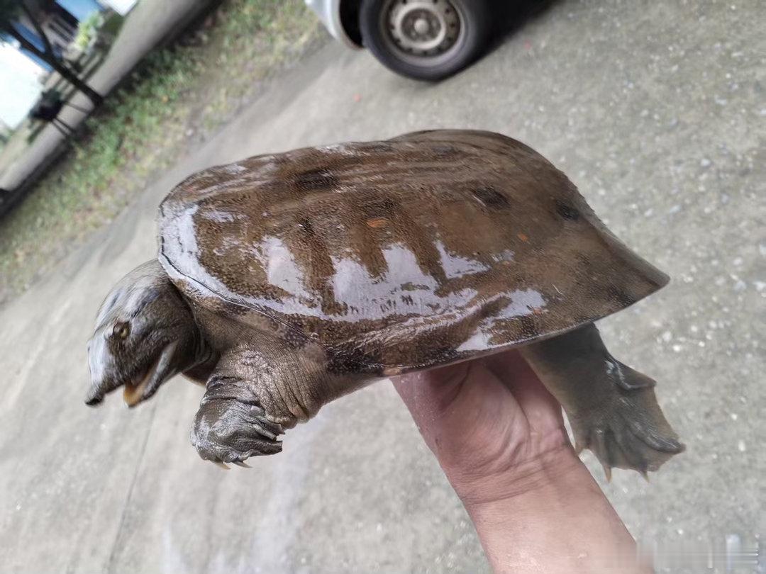 捕甲鱼专家一大早给了我一个好货源，拿下。        这是只88分甲鱼，瓦沟背