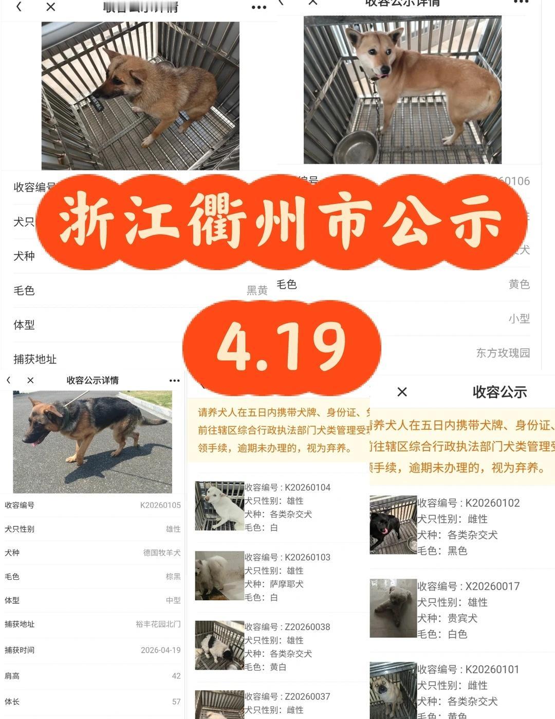 浙江省浙里办衢州市2026.4月19日犬只公示
转自浙江浙里办小程序，衢州"养犬