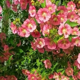 木槿花1. 栽培方式：园土+腐叶土+河沙，疏松透气中性土壤；根系强健生命力强，地