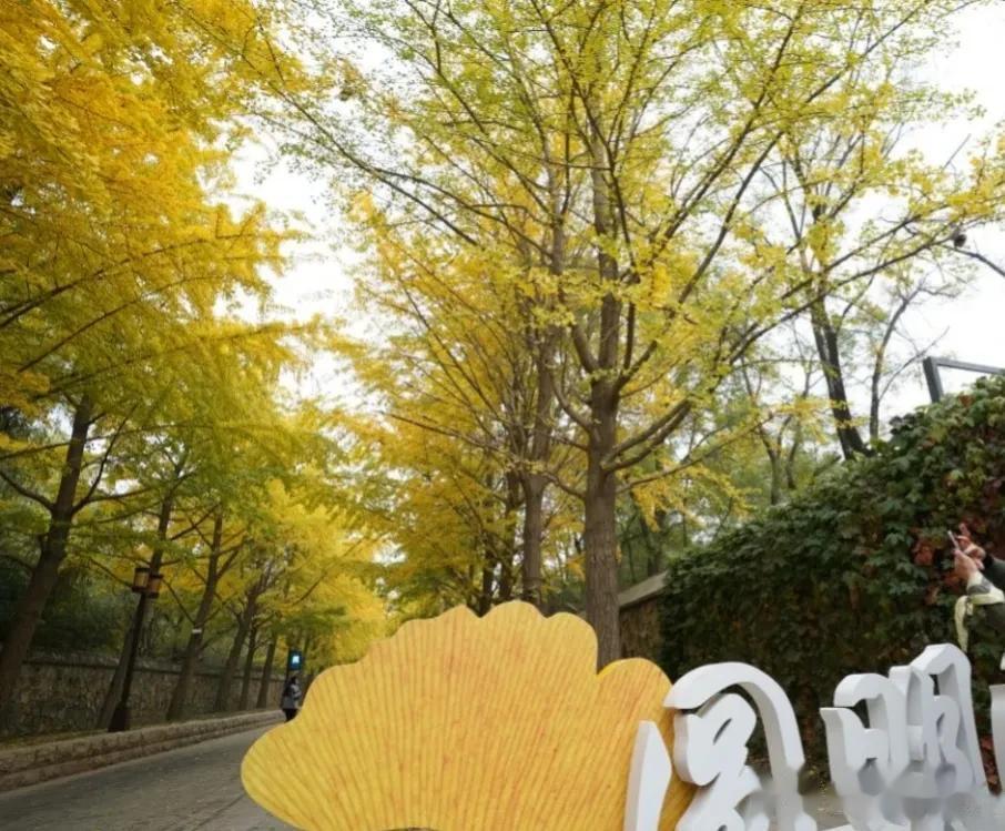 秋日圆明园别有风味
圆明园一年四季各有风趣，有人喜欢夏日赏荷，有人喜欢冬日等雪，