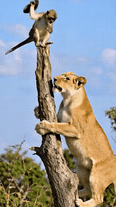 [[碰拳][加油]面对霸凌求生存，唯有绝地反击[碰拳][加油]]

   当今世