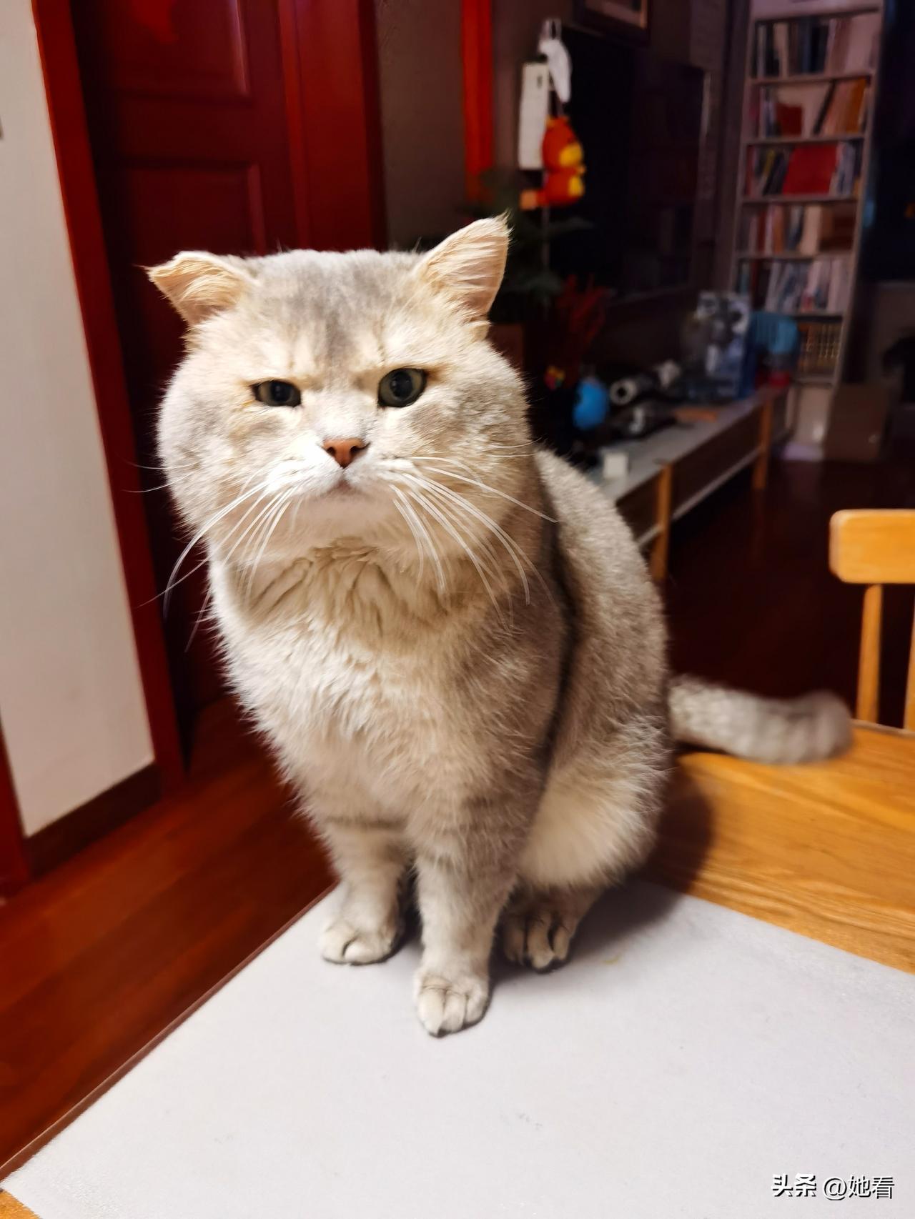 分享一下手机里的猫咪照片在学校食堂收养的流浪猫，带去宠物医院打疫苗，医生说是蓝金