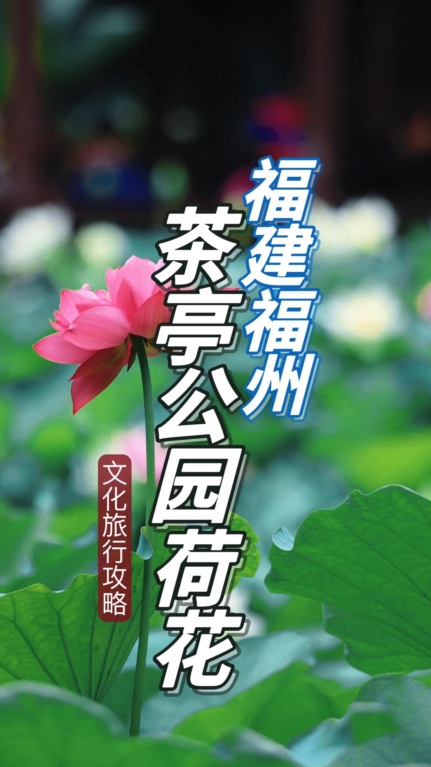 雨中听荷🪷今年你去茶亭公园拍荷花了吗。一年一次荷花季总有龙舟水相陪☔...