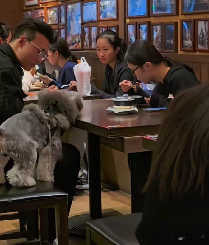 郑州面馆狗上桌后续，面馆允许宠物上桌被拍，邻座无奈，爆料者被投诉，面馆回应不被认