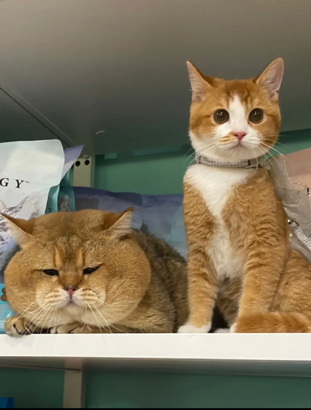 一定是你拍照的角度不对，我不胖[泣不成声]，就是瘦的不明显