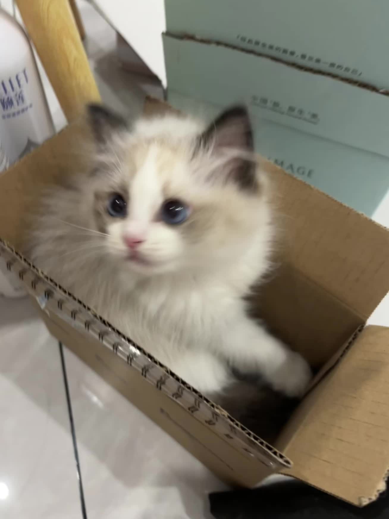 是小猫都可爱