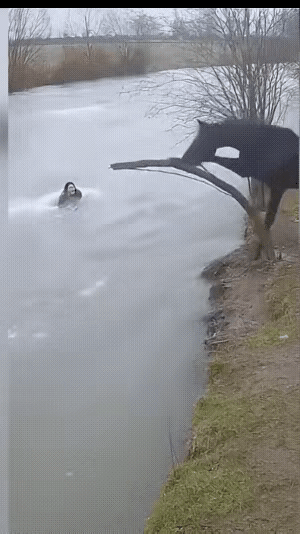 万物皆有灵，这话在这匹黑马身上，体现得淋漓尽致。​‎͏ 

女主人不慎落水，危