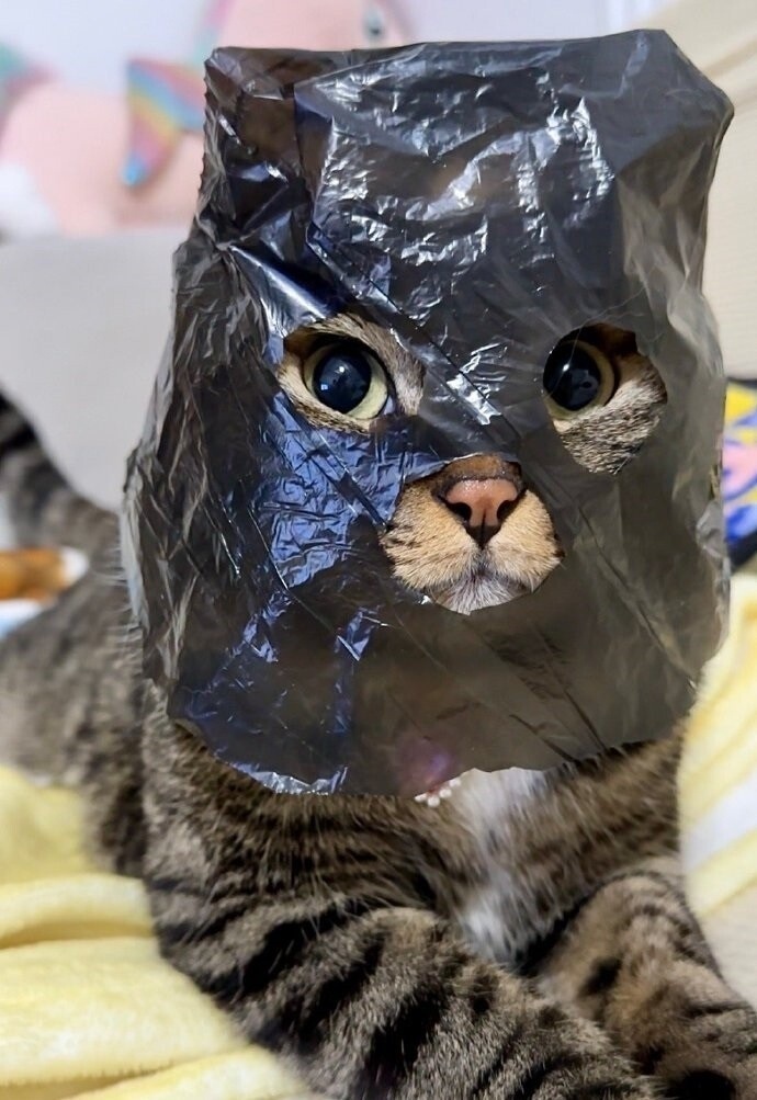 猫猫悍匪[喵喵] ​​​