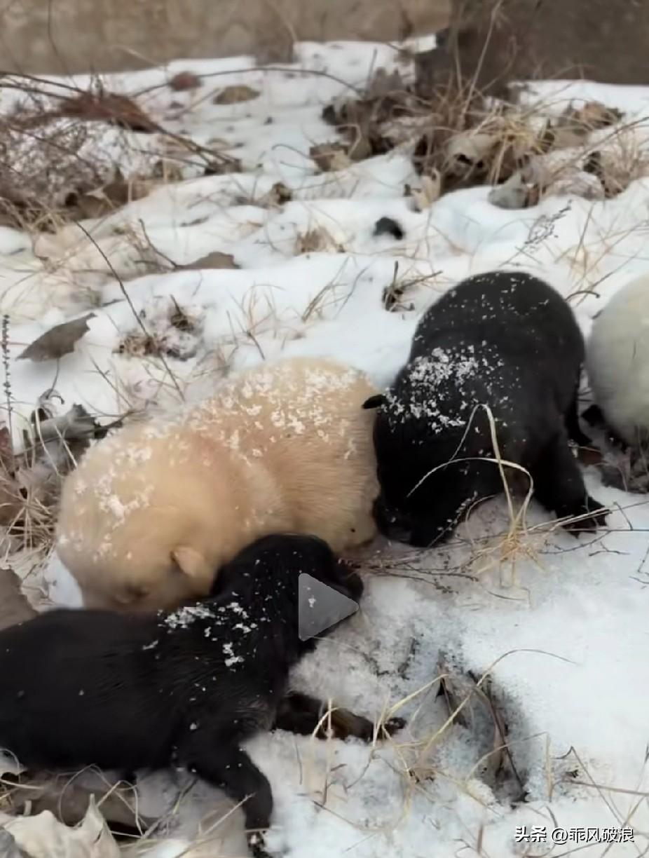 一窝失去妈妈的小幼崽子狗，在荒山野岭，冰天雪地里，又饥又冷，饿得嗷嗷直叫，焦急地