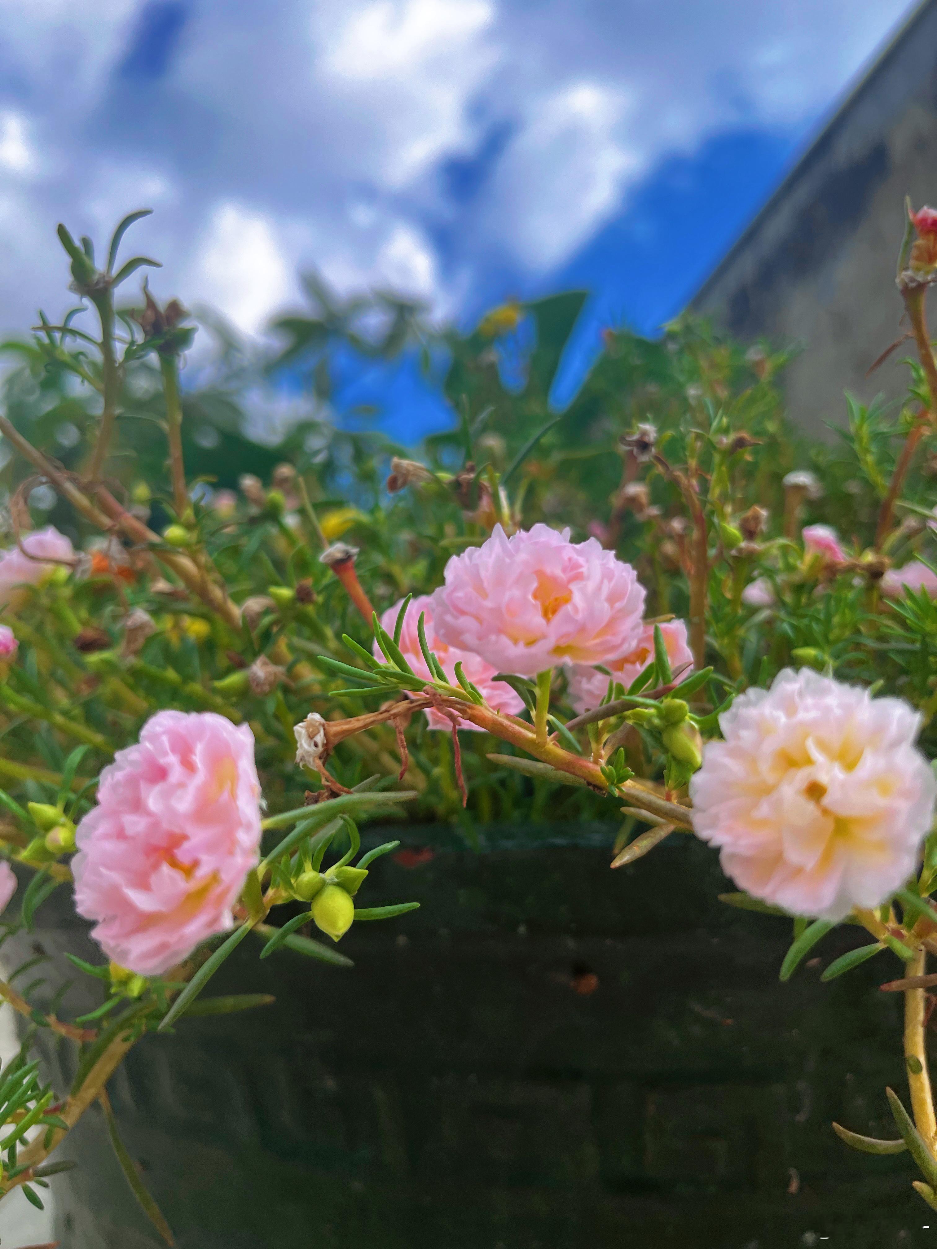 我的粉色太阳花 可爱 ​​​