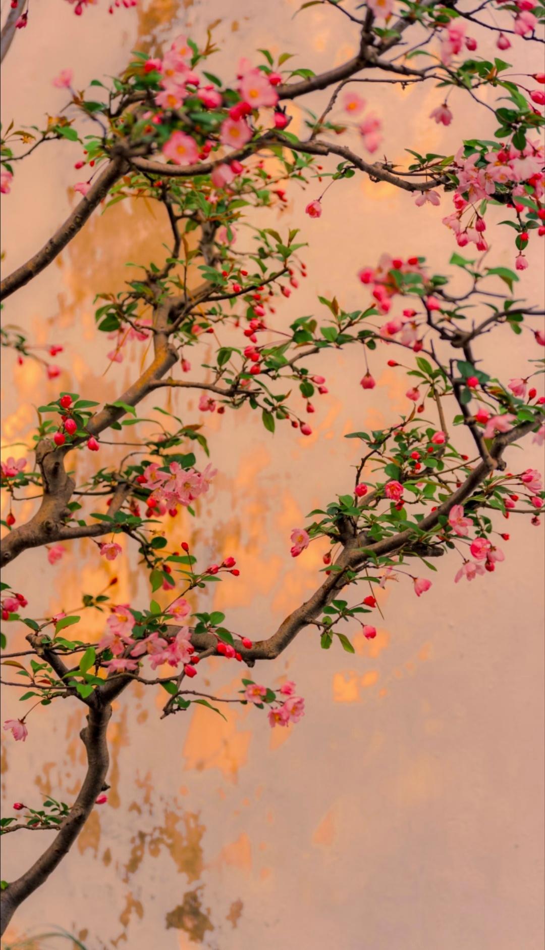 落日庭花，晚风留香。