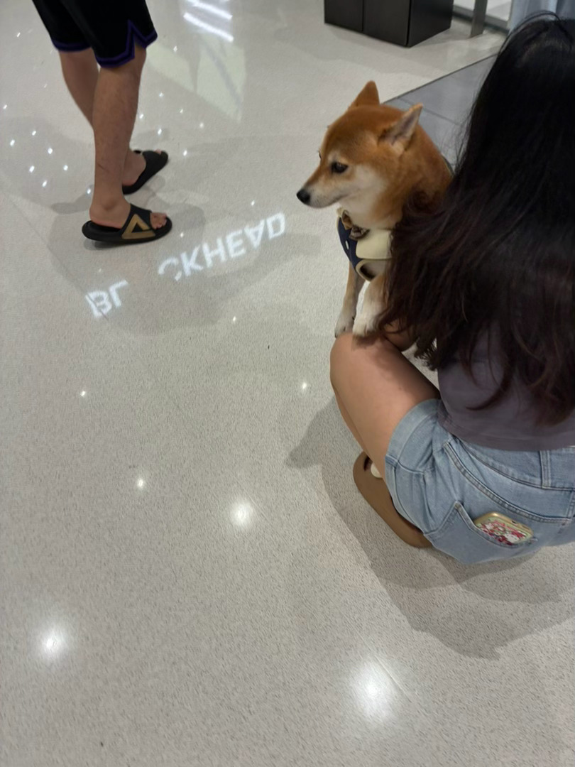 哦莫路遇陌生可爱狗狗