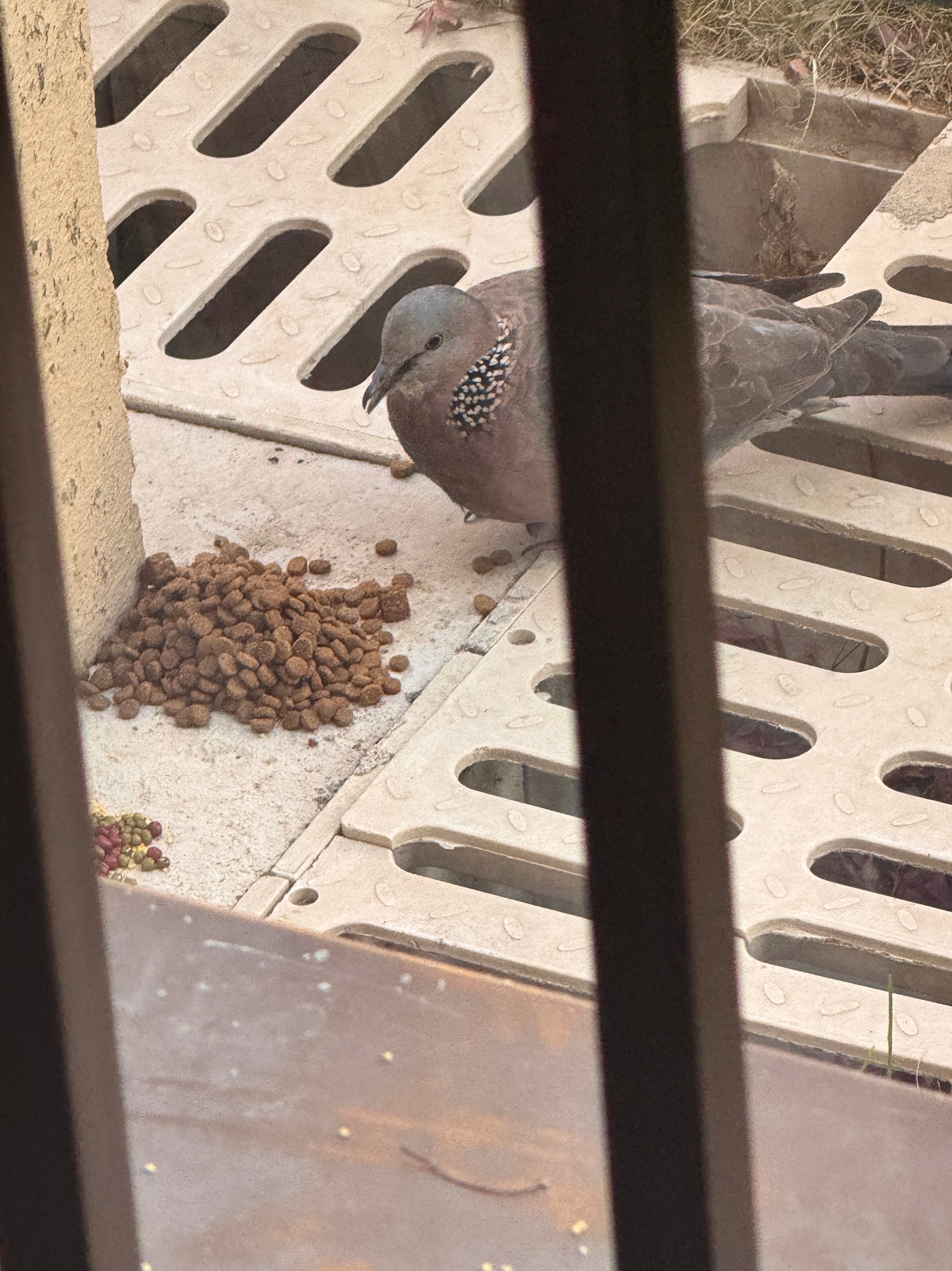 小鸽子，小喵咪不在，快点吃。🐦[抱一抱] 