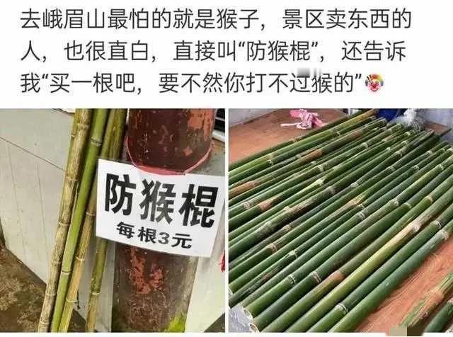 带跟甘蔗，连吃带打[看]